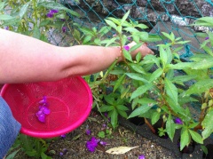 IMG_0016.jpg IMG_0016.jpg